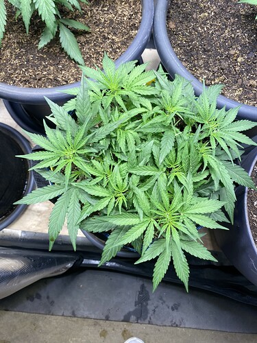 Growreport Bild 37
