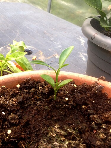 Grow24_0907_11
