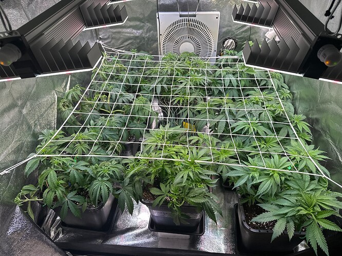 Growreport Bild 61