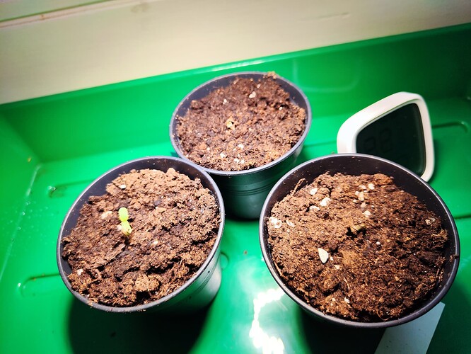 Growreport Bild 6