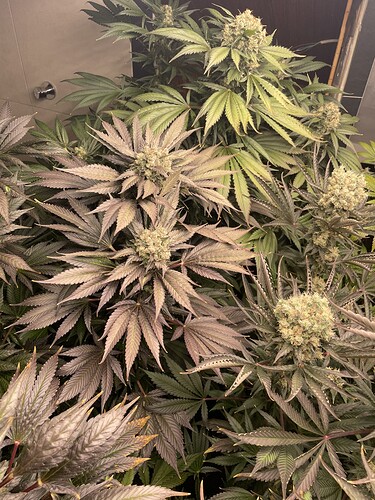 Growreport Bild 6