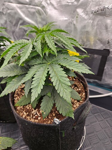 Growreport Bild 3