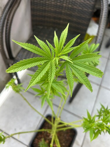 Growreport Bild 63