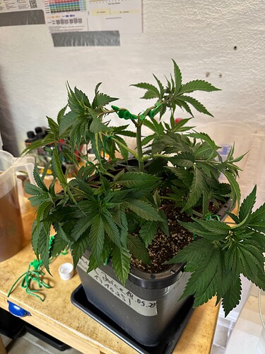 Growreport Bild 20
