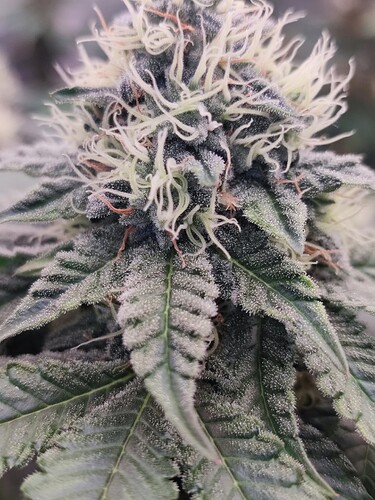 Growreport Bild 21