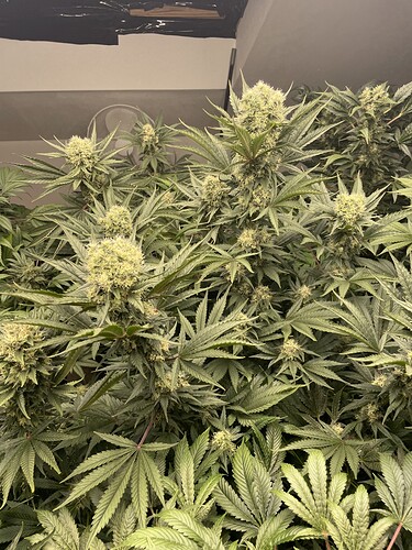 Growreport Bild 17