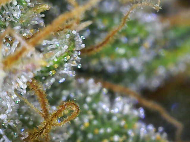 Growreport Bild 7