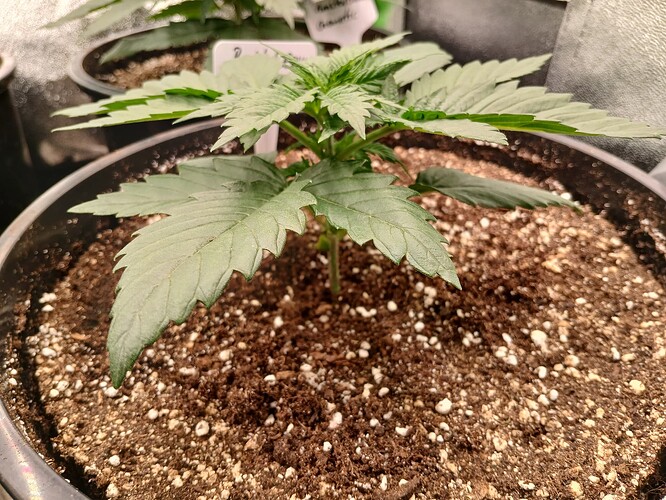 Growreport Bild 7
