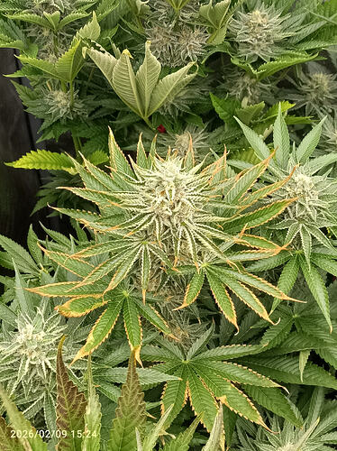 Growreport Bild 3