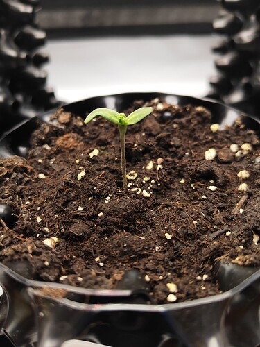 Growreport Bild 5
