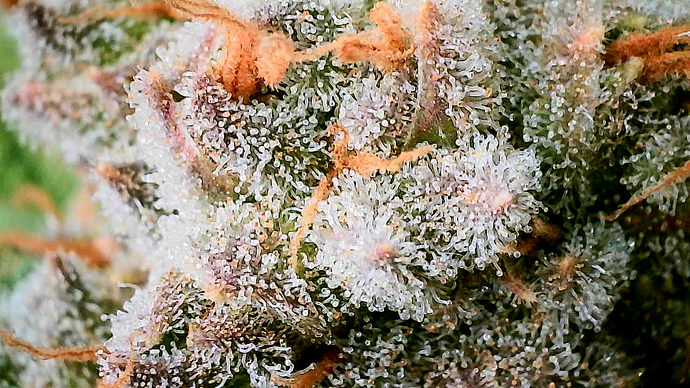 Nahaufnahme eines Cannabis-Buds mit starker Trichombesiedlung.