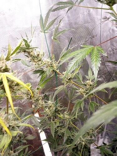 Growreport Bild 3