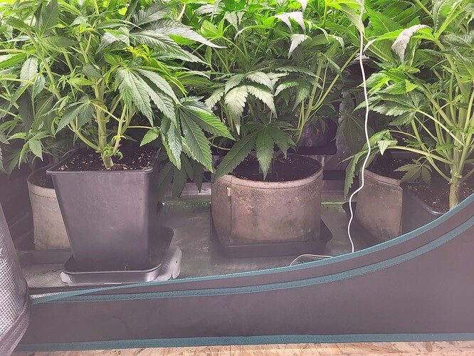 Growreport Bild 4