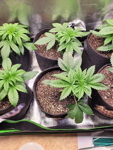 Growreport Bild 7