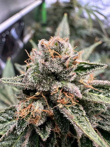 Growreport Bild 16