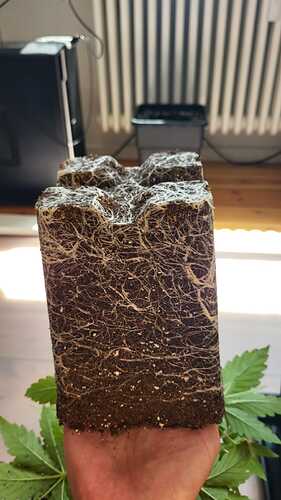 Growreport Bild 31