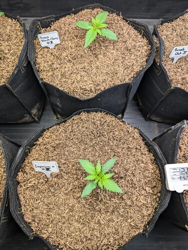 Growreport Bild 4