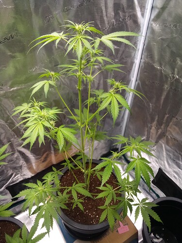 Growreport Bild 8