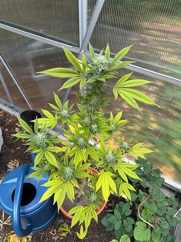 Growreport Bild 1