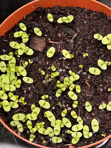 Growreport Bild 29