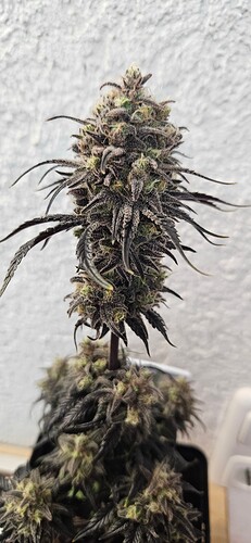 Growreport Bild 1