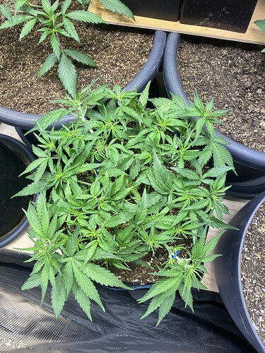 Growreport Bild 49