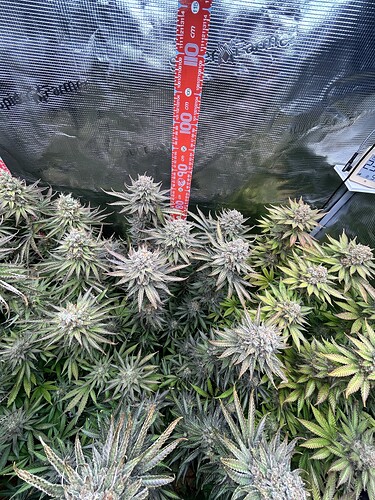 Mehrere blühende Cannabis-Pflanzen in einem Growzelt mit einem Messstab zur Höhenkontrolle.