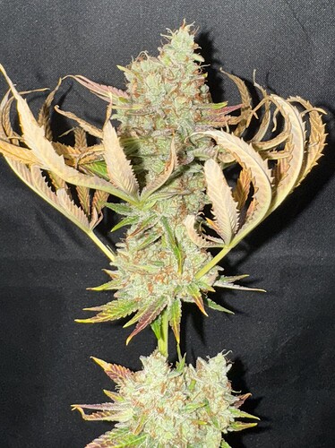 Growreport Bild 43