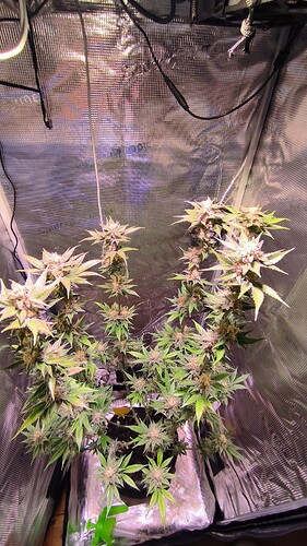 Growreport Bild 1