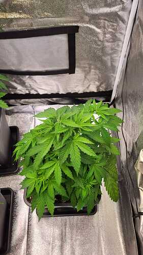 Growreport Bild 45