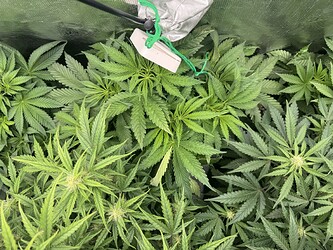 Growreport Bild 4