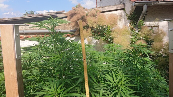 Growreport Bild 75