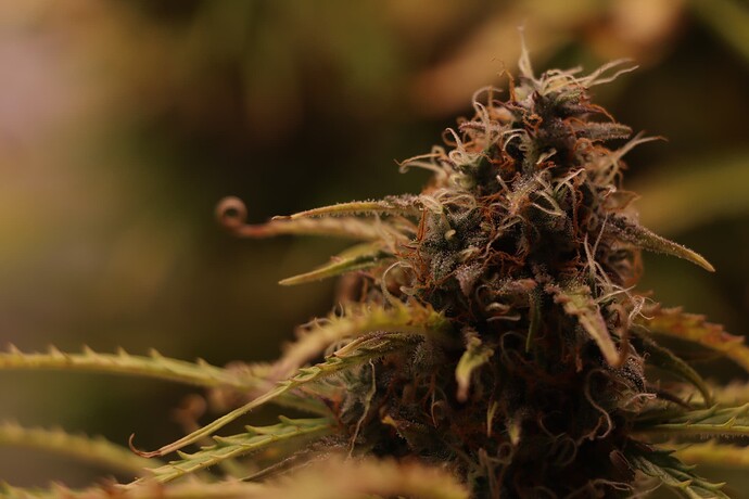 Growreport Bild 4