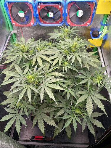 Growreport Bild 5