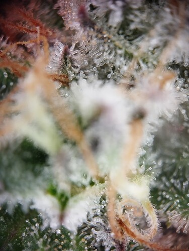 IMG_20250226_194807 - Kopie