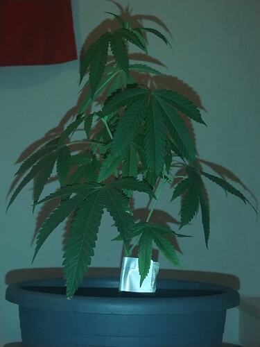 17158001593422923878472993091193