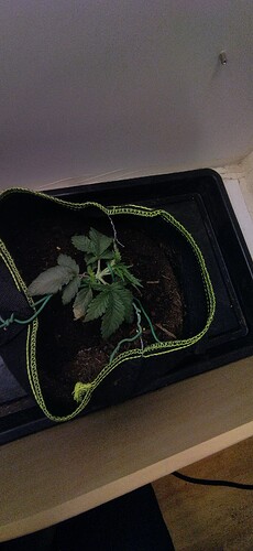 Growreport Bild 15