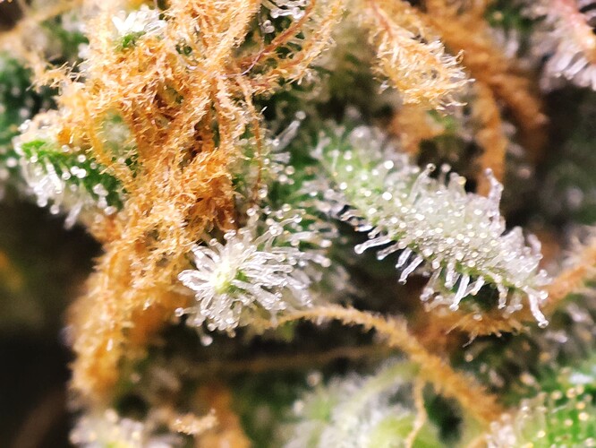Growreport Bild 38