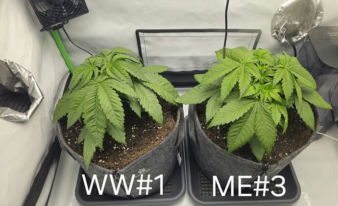 Growreport Bild 16