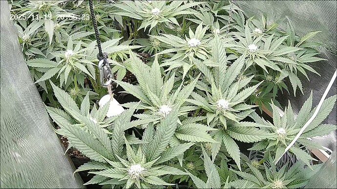 Growreport Bild 9