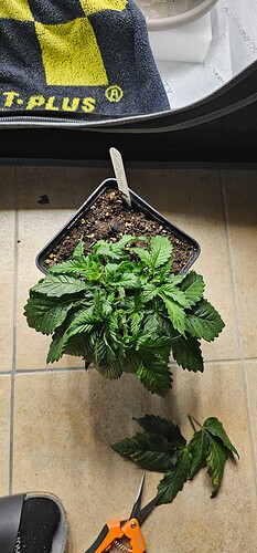 Growreport Bild 45