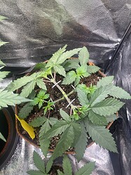 Growreport Bild 6