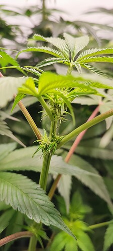 Growreport Bild 4