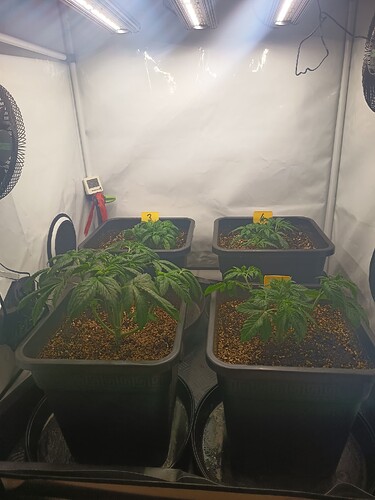 Growreport Bild 5