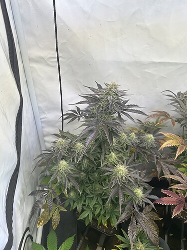 Growreport Bild 2