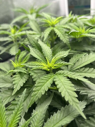 Growreport Bild 12