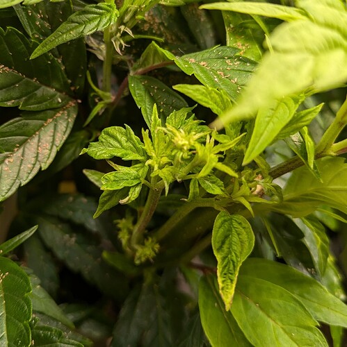 Growreport Bild 13