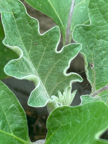 Growreport Bild 28
