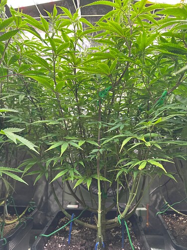 Growreport Bild 18