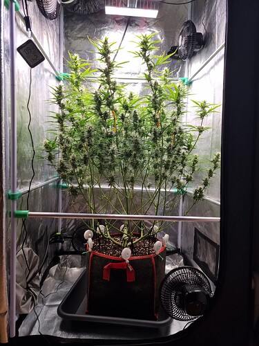 Growreport Bild 15